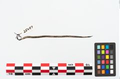 Foto von Bronzerollenkopfnadel (NHMW-PRAE-025497)